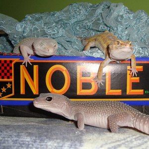 Meet your Posher, Diamond leona